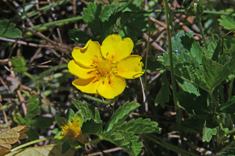 Potentilla reptans